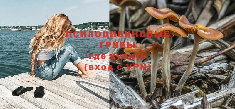 Галлюциногенные грибы Psilocybe  Богданович 